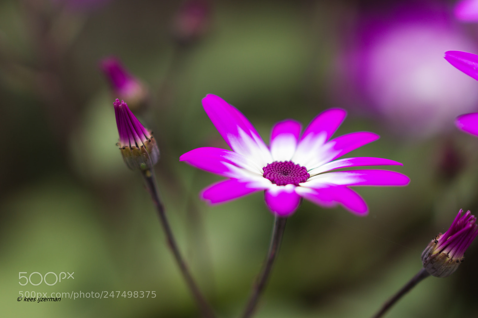 Sony SLT-A77 sample photo. Senetti. photography