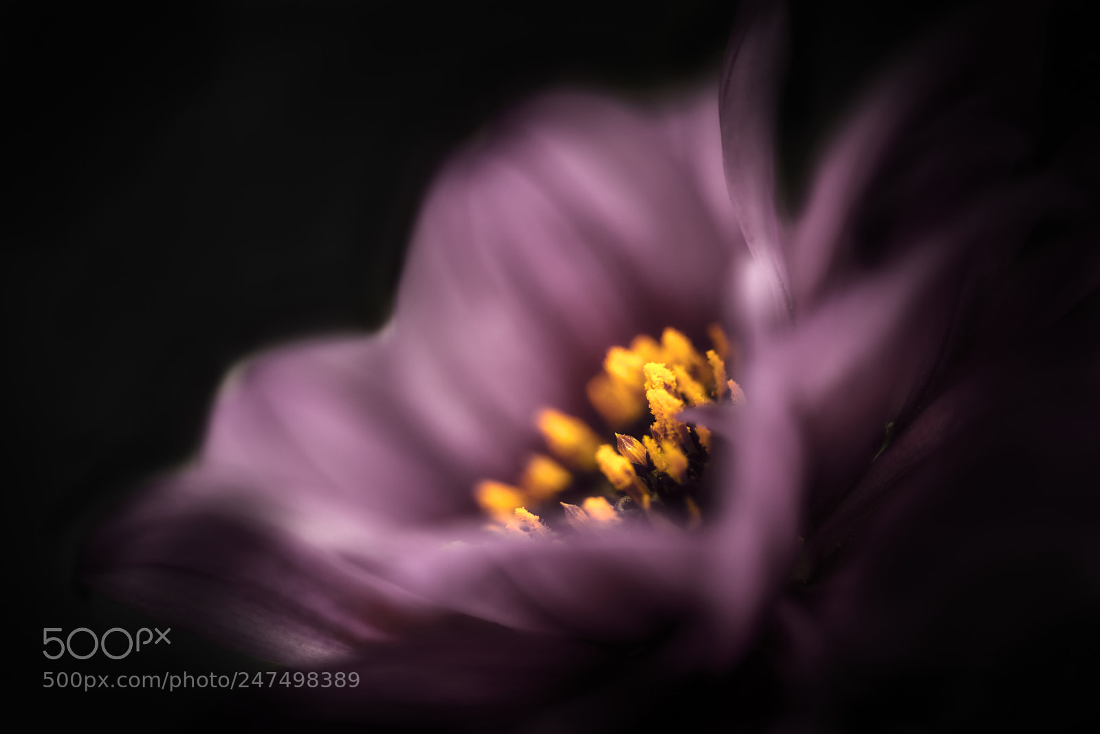 Nikon D800E sample photo. Selective blur photography