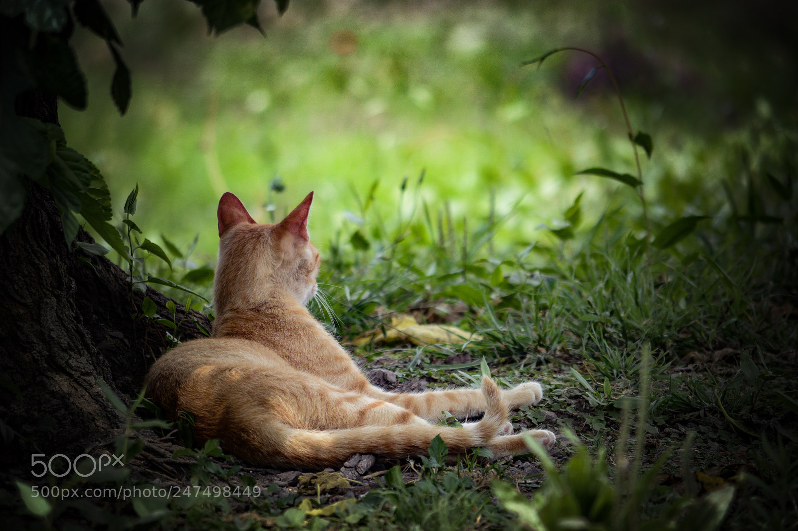 Nikon D7100 sample photo. Descanso photography