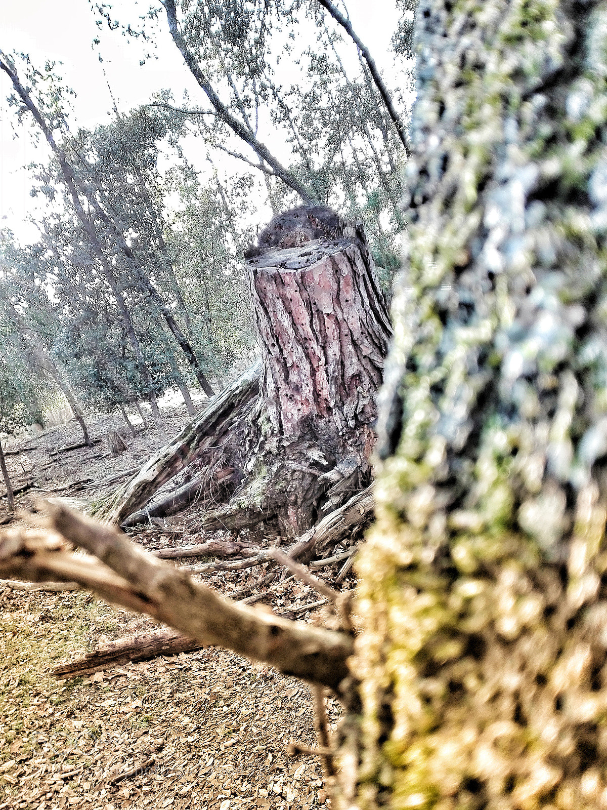 HUAWEI P8 Lite sample photo. The last tree photography