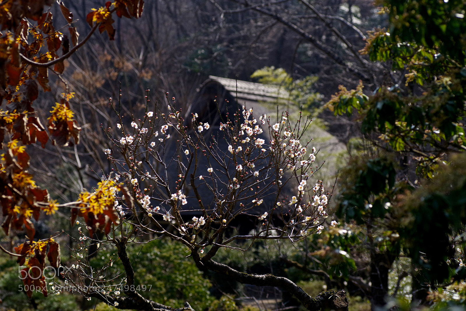 Pentax K-1 sample photo. Old house and plum photography