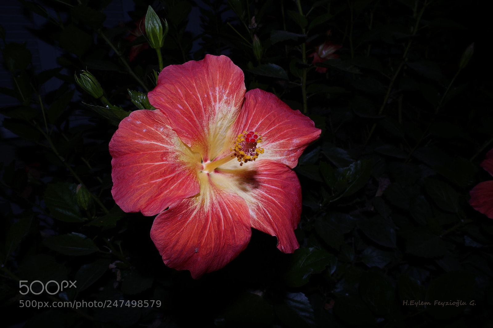 Samsung NX2000 sample photo. Flower photography