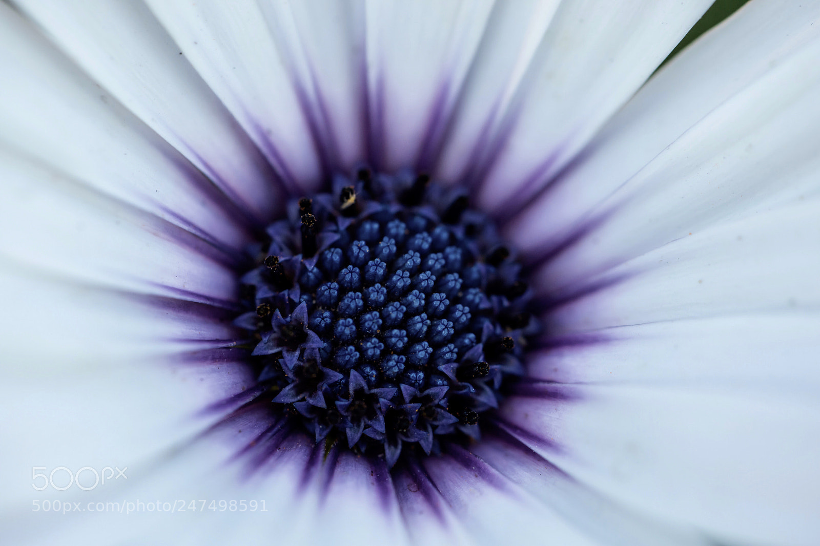 Canon EOS 6D Mark II sample photo. Untitled photography