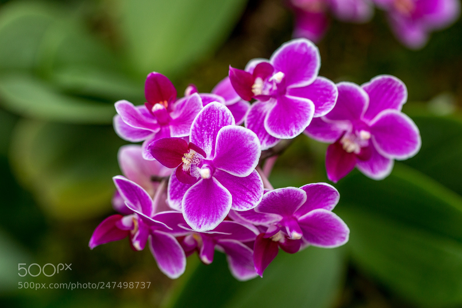 Canon EOS 70D sample photo. Orchid color explosion photography
