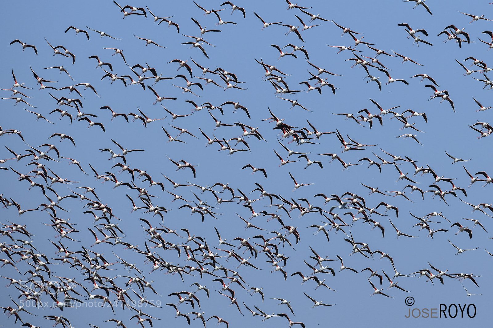 Nikon D850 sample photo. Flamencos photography