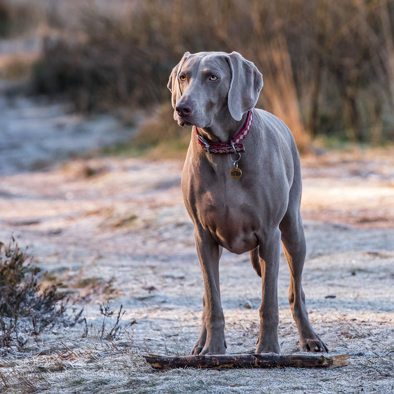 Nikon D850 sample photo. Leave my stick! photography