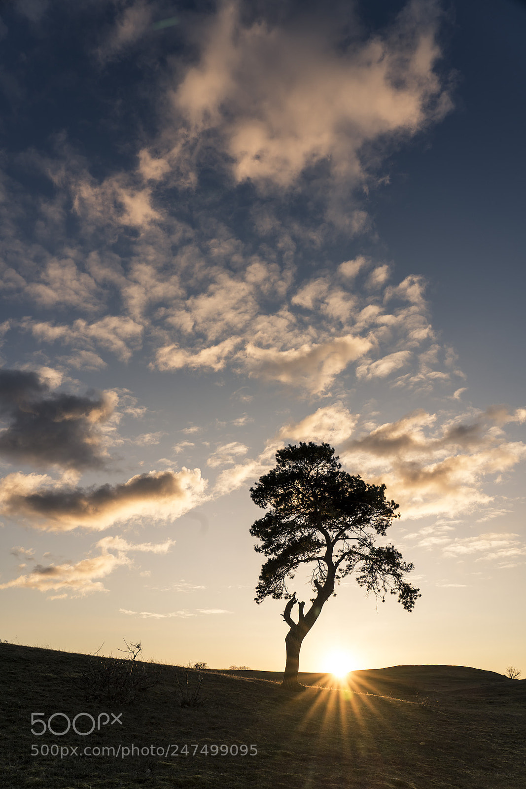 Sony a7R III sample photo. A lonely tree at photography