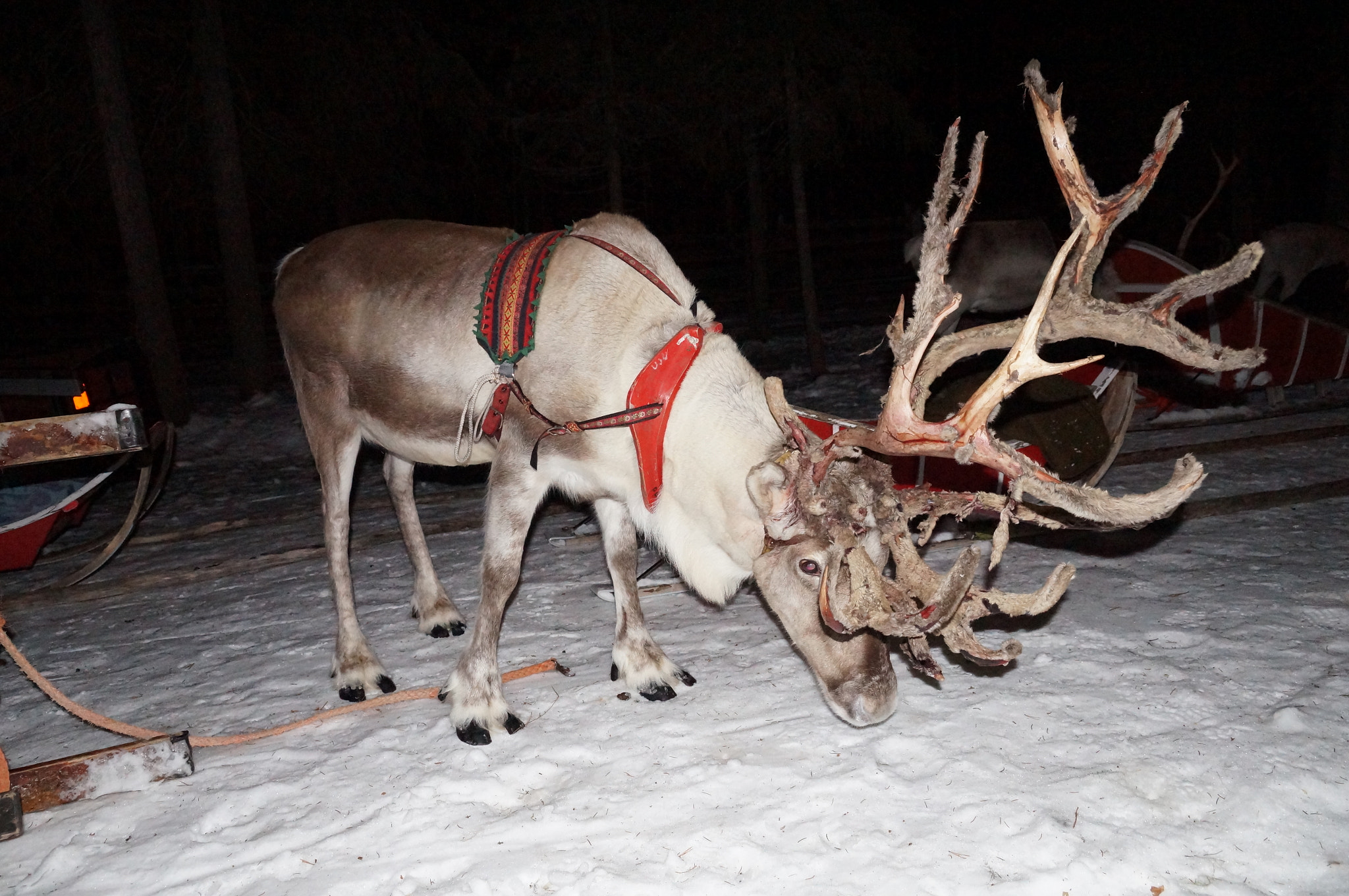 Sony DT 18-135mm F3.5-5.6 SAM sample photo. Reindeer photography