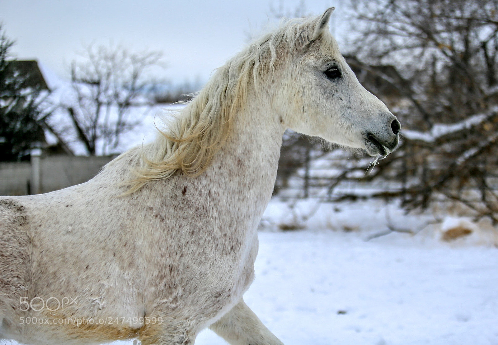 Canon EOS-1D X sample photo. Untitled photography