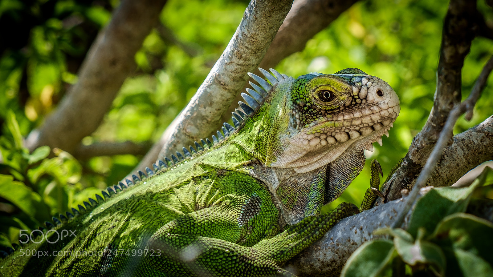 Fujifilm X-E1 sample photo. Iguane photography