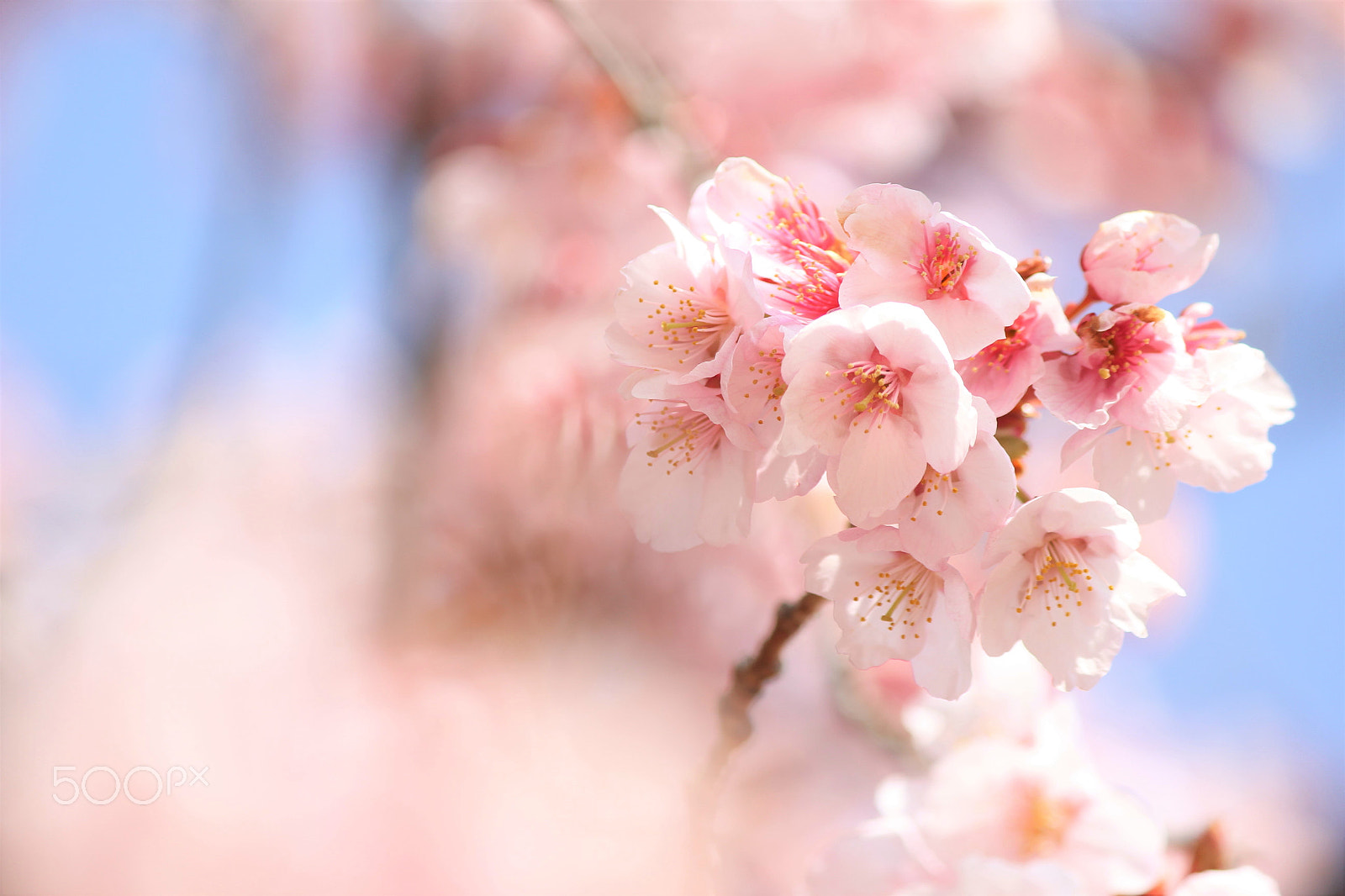 Canon EF-S 55-250mm F4-5.6 IS II sample photo. Full bloom photography