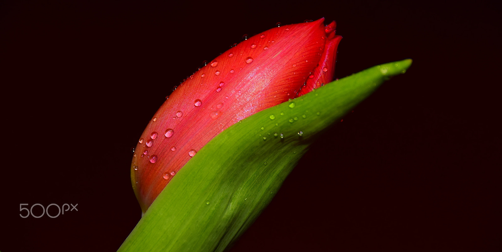Sigma 18-250mm F3.5-6.3 DC Macro OS HSM sample photo. 2018 photography