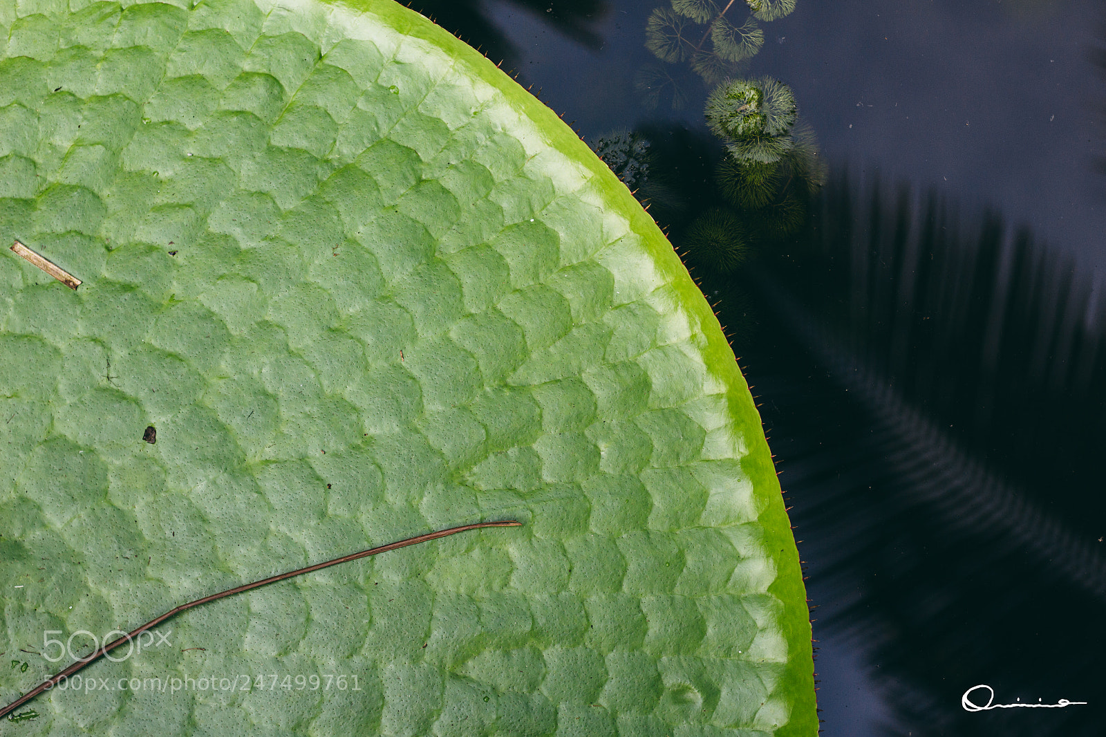 Canon EOS 100D (EOS Rebel SL1 / EOS Kiss X7) sample photo. Water lily photography