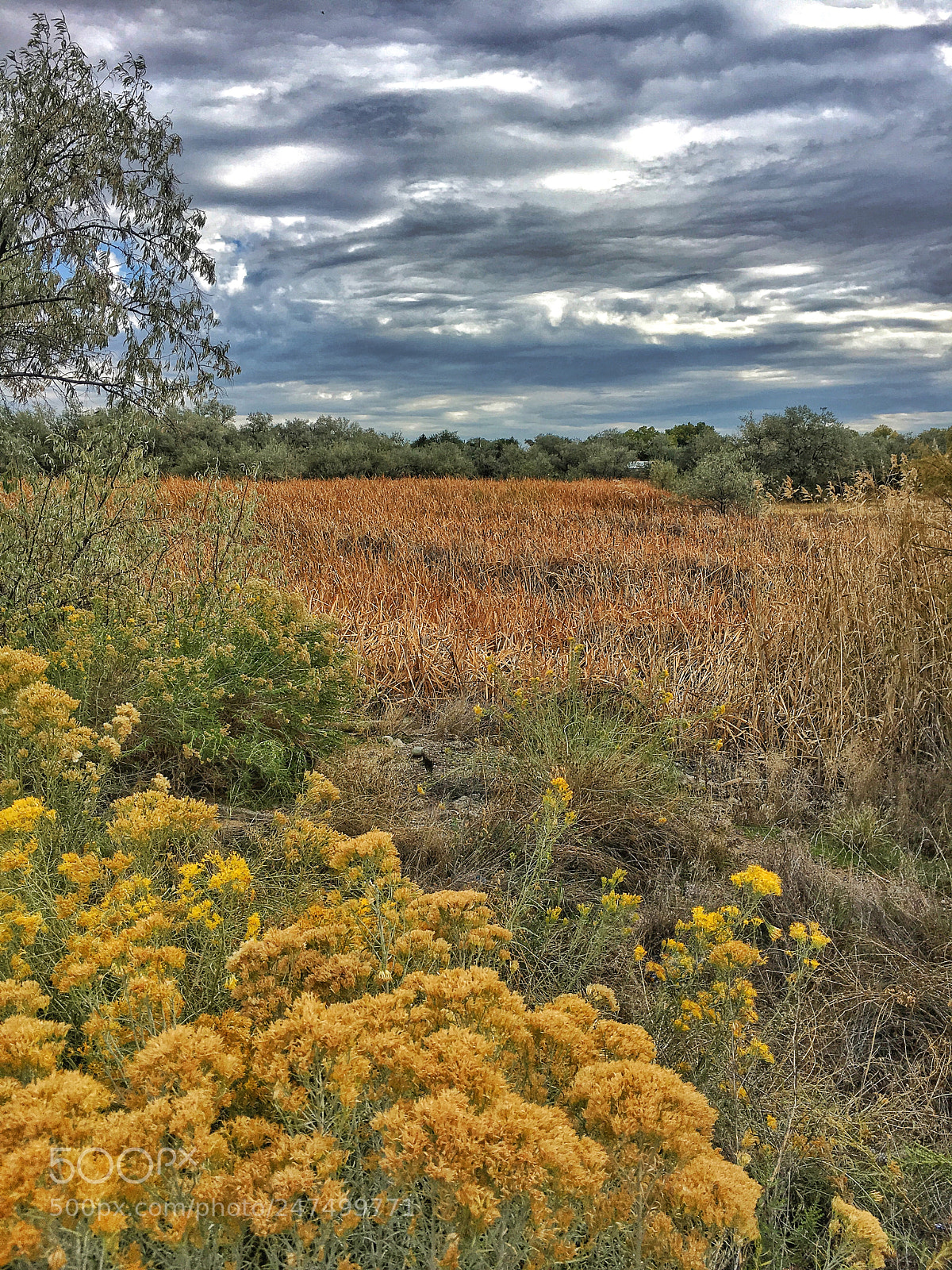Apple iPhone 6s sample photo. Field photography