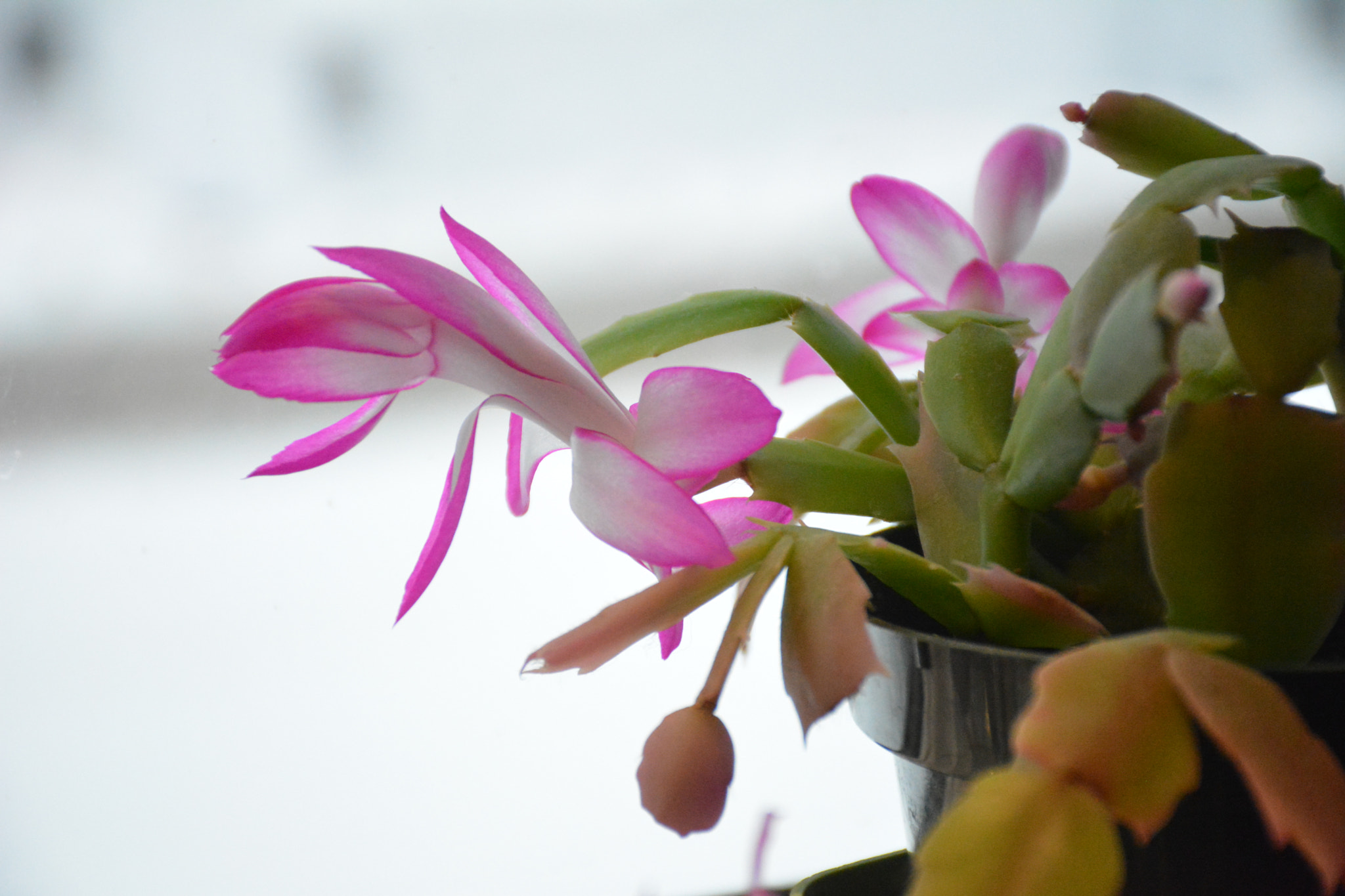 Nikon D5200 sample photo. Un peu de chaleur photography