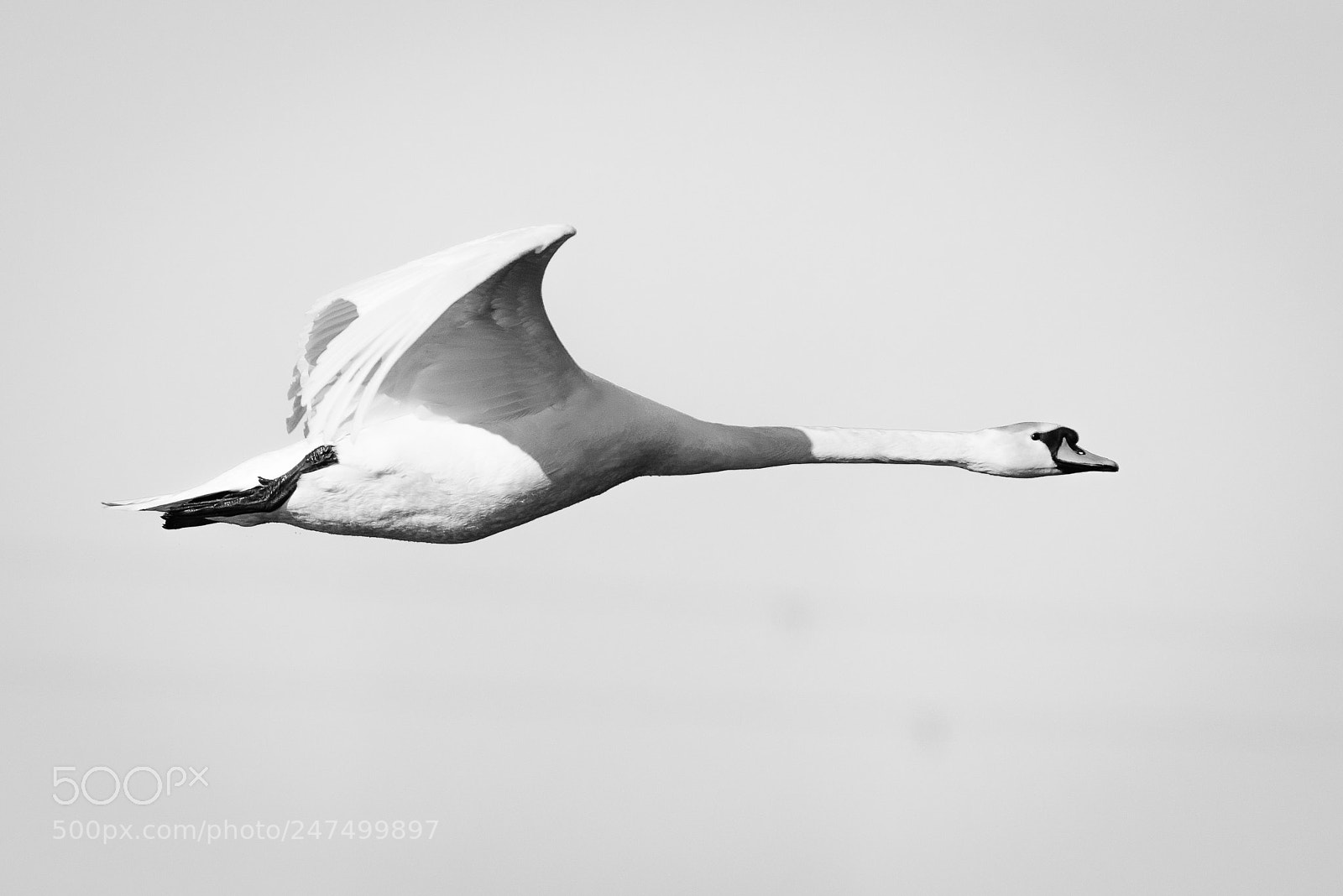 Nikon D810 sample photo. Flying swan in bw photography