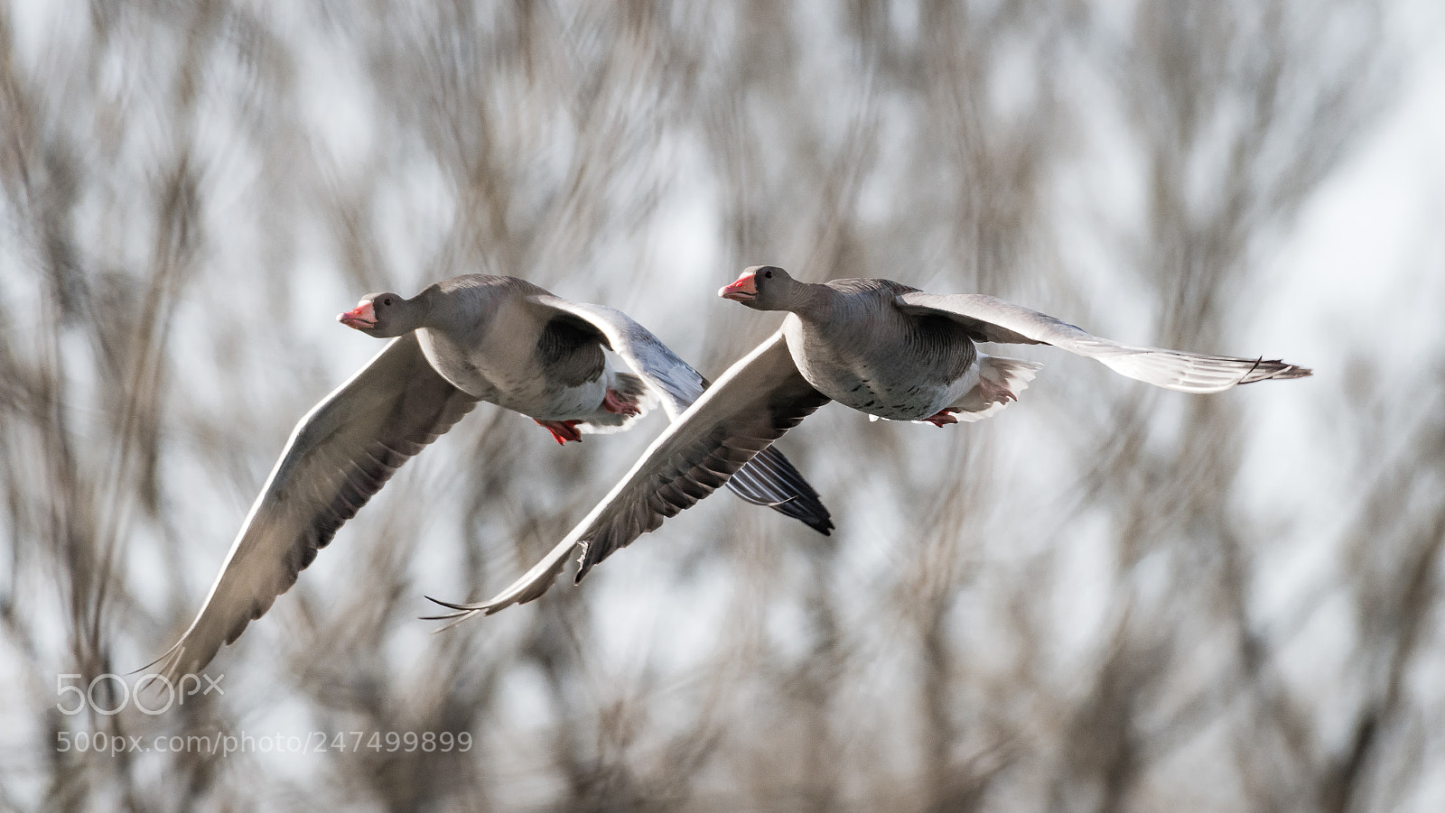 Nikon D810 sample photo. Goose formation photography