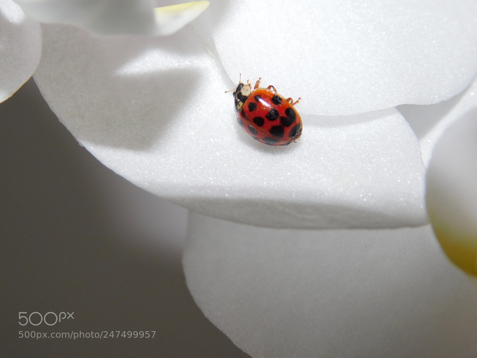Nikon Coolpix B500 sample photo. Ladybug on orchid photography
