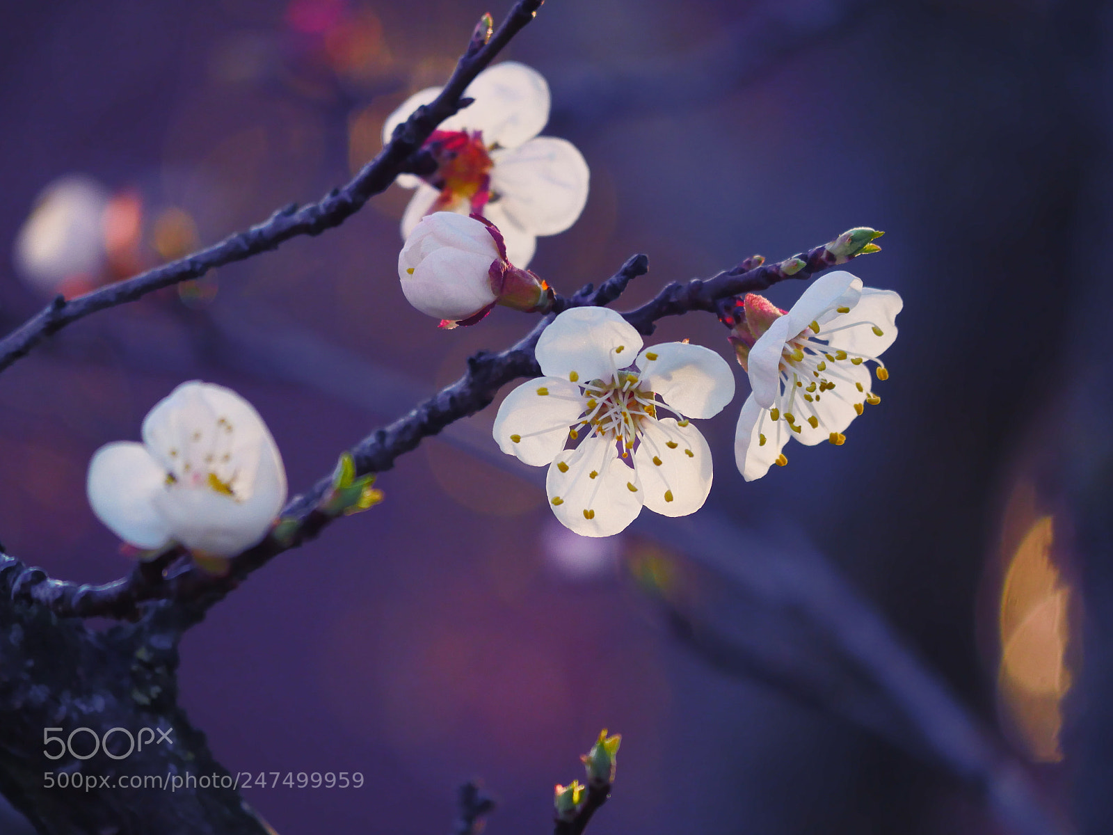Panasonic Lumix DMC-GH4 sample photo. Spring photography