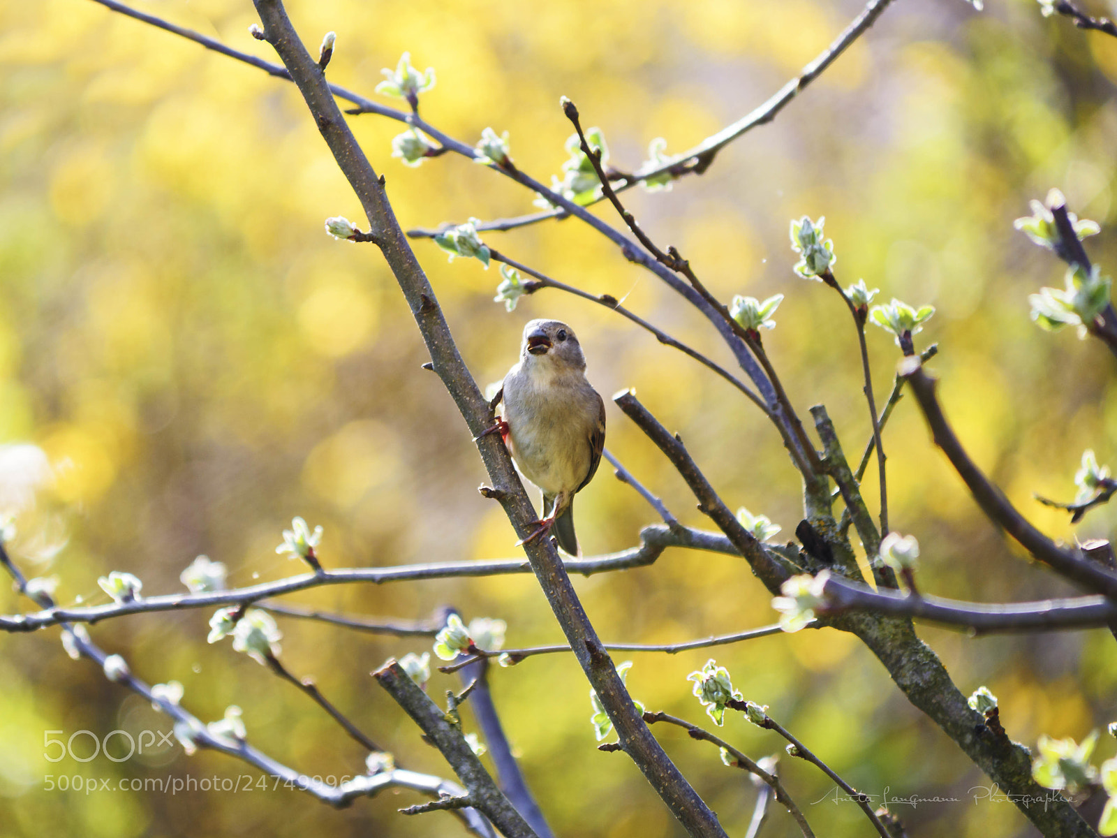 Panasonic Lumix DMC-GH4 sample photo. Spring photography