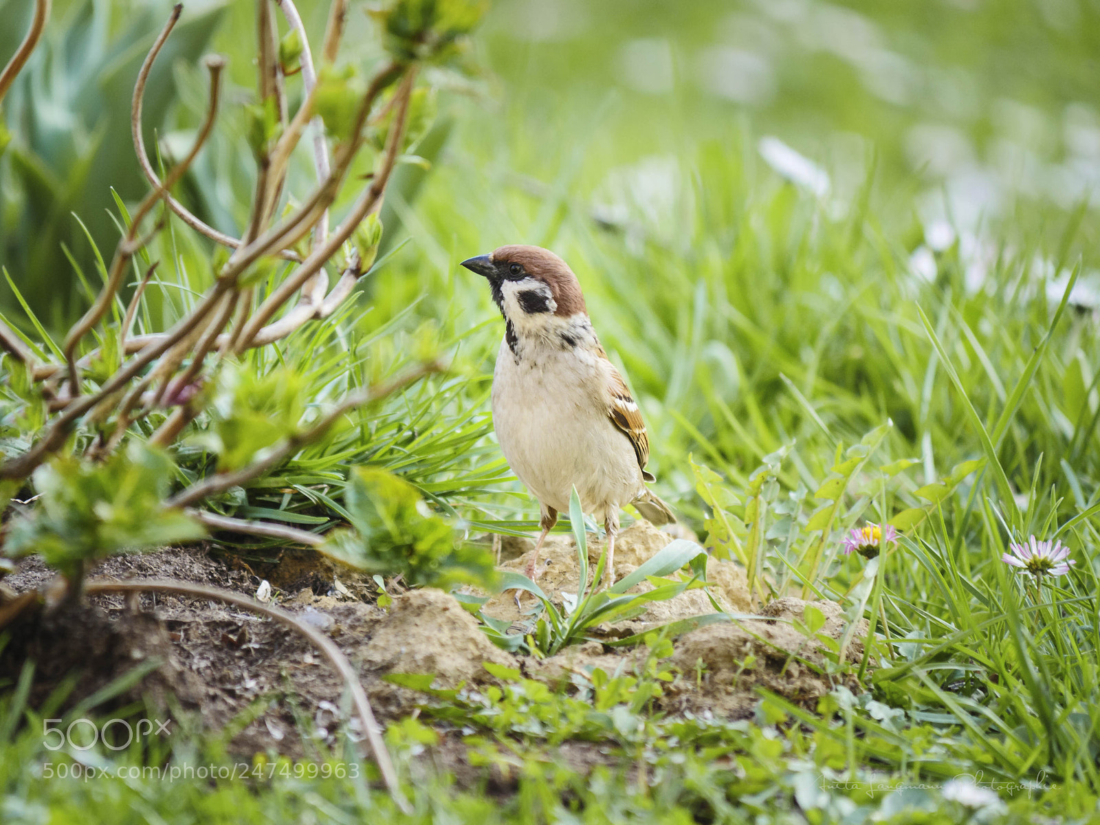 Panasonic Lumix DMC-GH4 sample photo. Spring photography