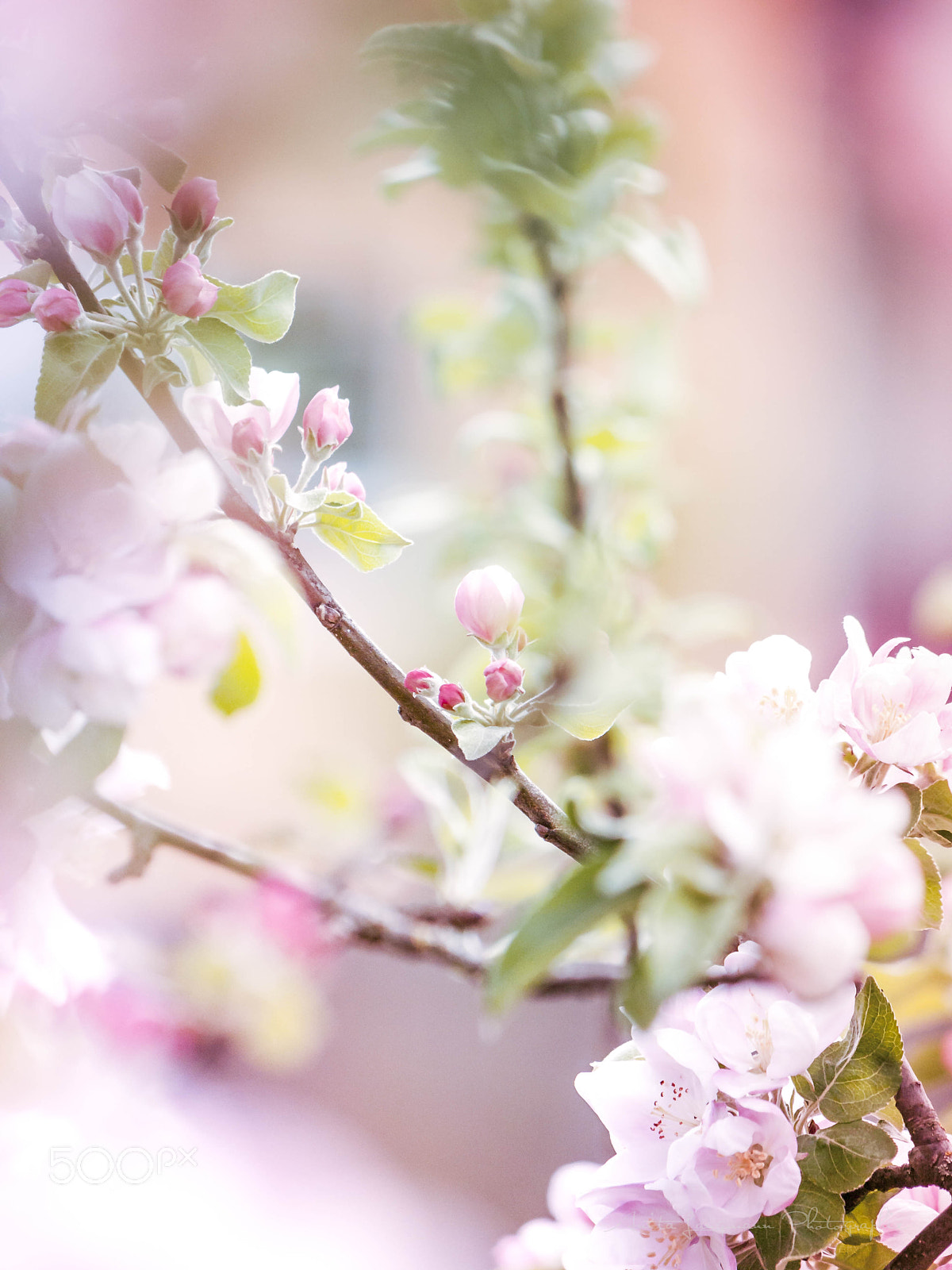 Panasonic Lumix DMC-GH1 sample photo. Spring photography