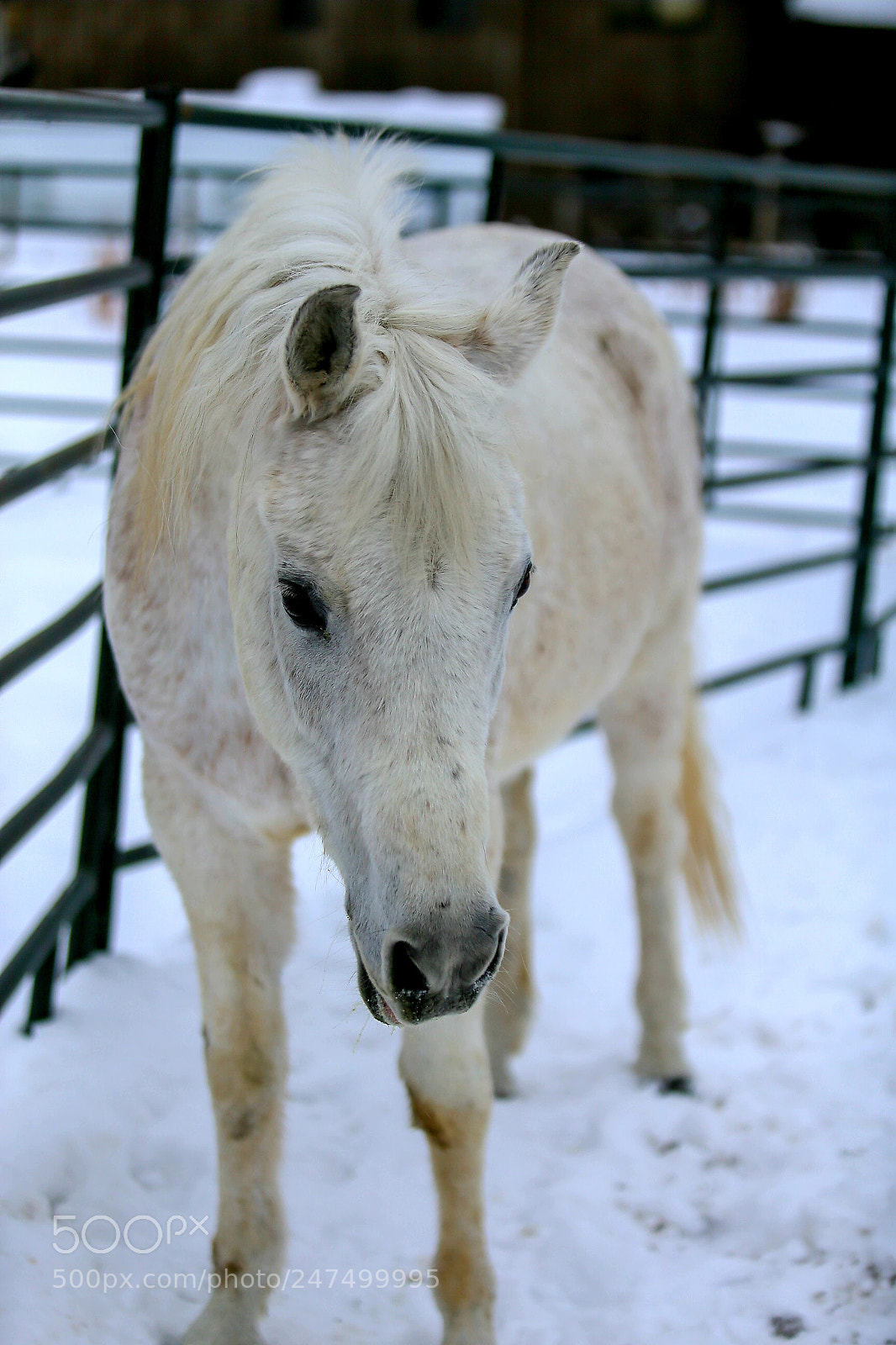 Canon EOS-1D X sample photo. Untitled photography