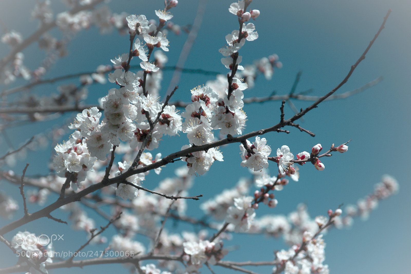 Canon EOS 600D (Rebel EOS T3i / EOS Kiss X5) sample photo. Flowering fruit tree. photography