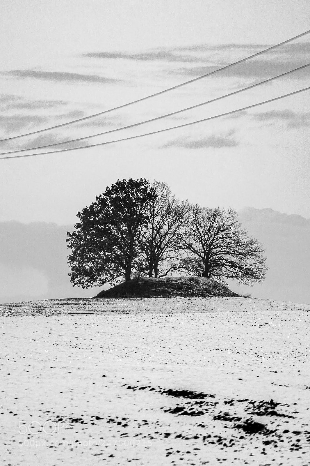 Sony SLT-A99V sample photo. Groupe d'arbres dans la photography