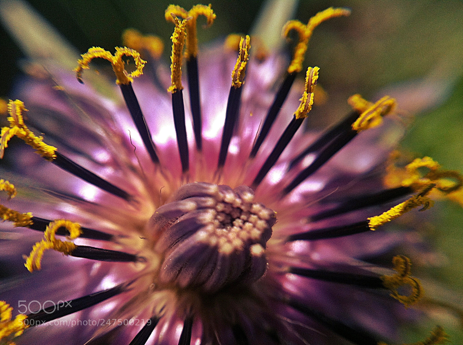Apple iPhone 4 sample photo. Stamens flower macro photography