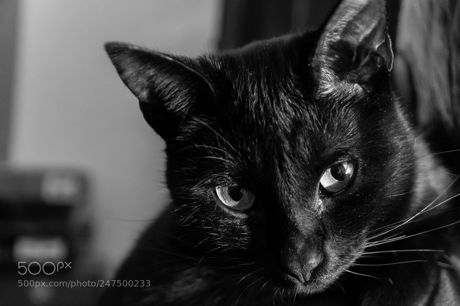 Nikon D500 sample photo. Cat feeling good photography