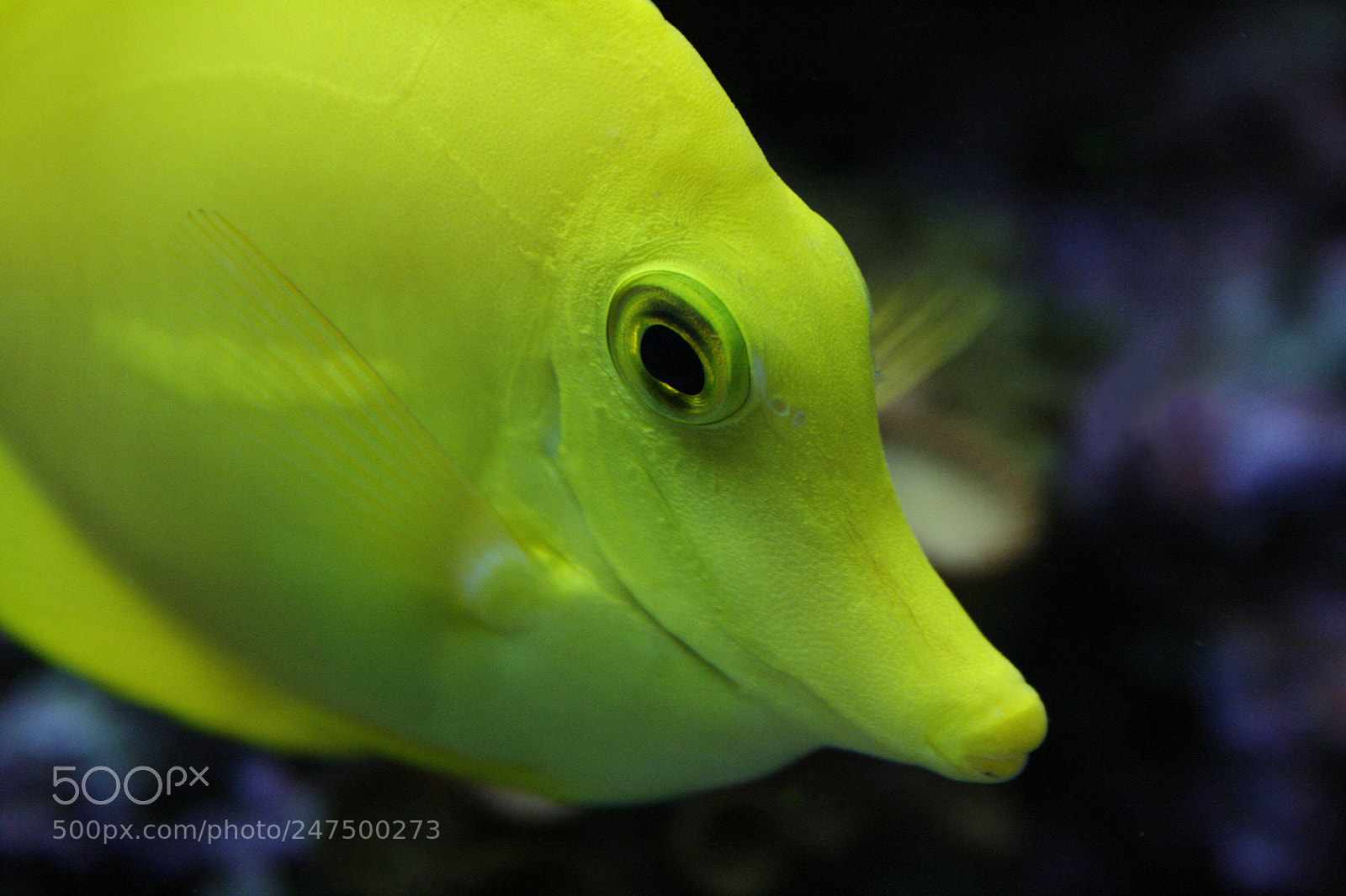 Canon EOS 400D (EOS Digital Rebel XTi / EOS Kiss Digital X) sample photo. Yellow tang. red sea photography