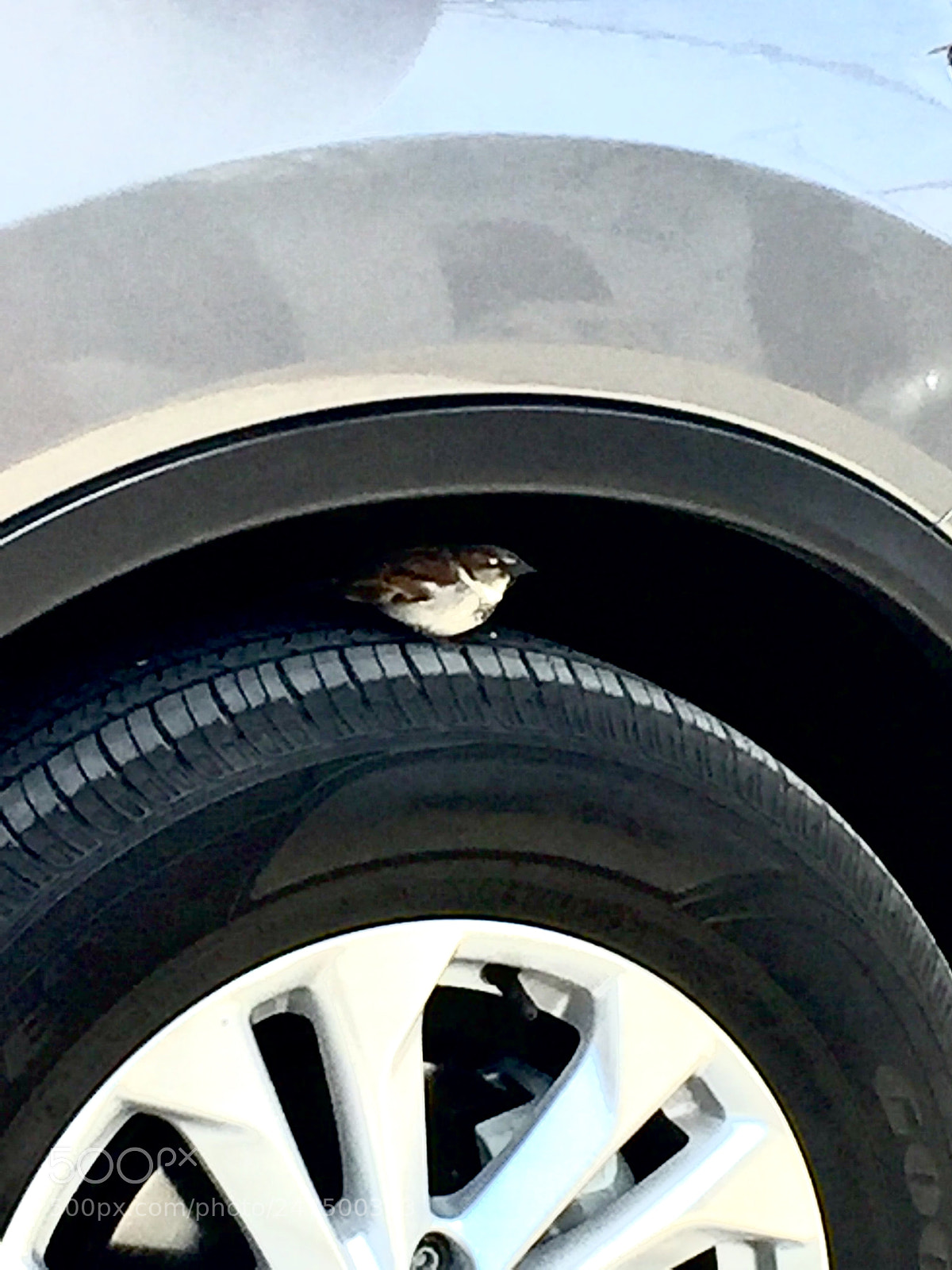 Apple iPhone 6 sample photo. A bird with rims photography