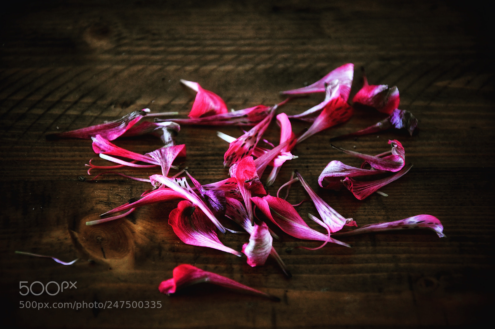 Nikon D7500 sample photo. Petals photography