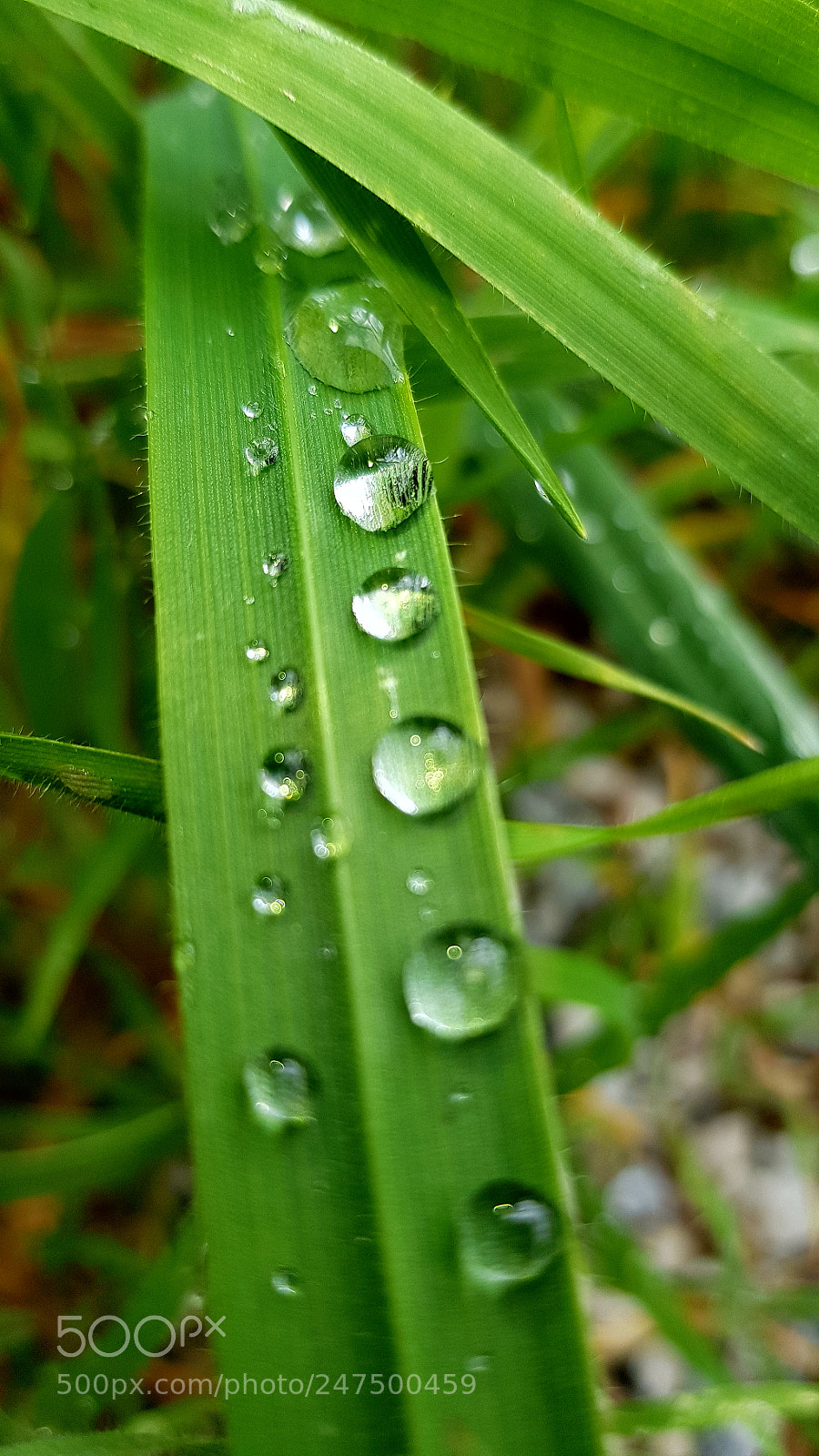 Samsung Galaxy S8 sample photo. Untitled photography