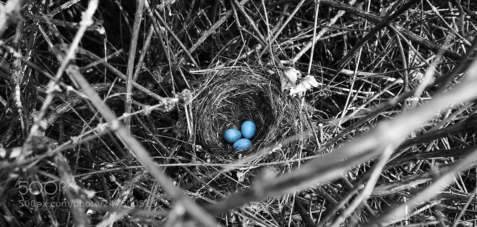 Nikon D610 sample photo. Bluebush photography