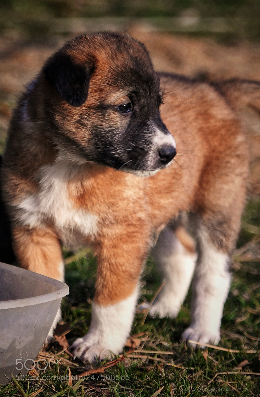 Nikon D610 sample photo. Still hungry .. photography
