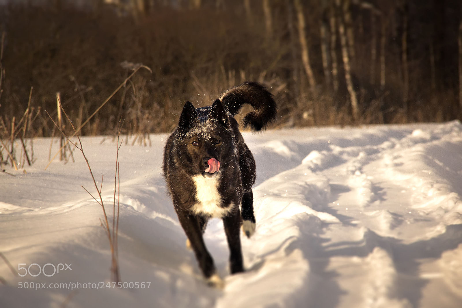 Canon EOS 60D sample photo. Dog photography