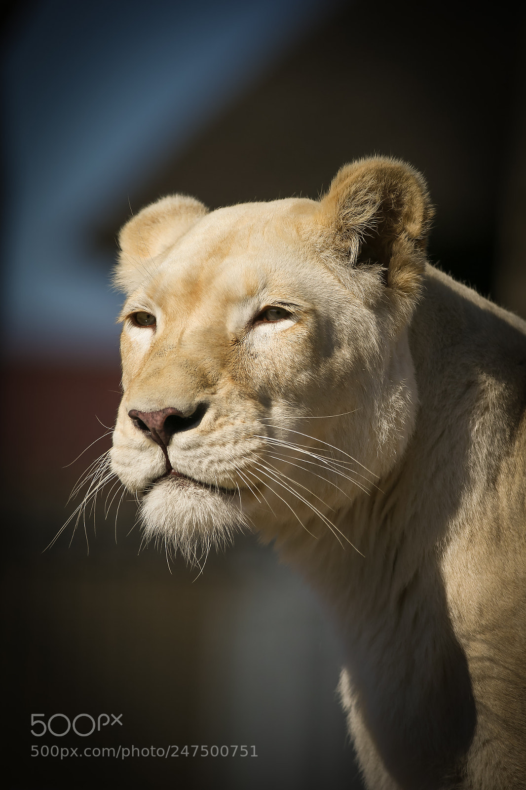 Canon EOS-1D X sample photo. Lookout photography
