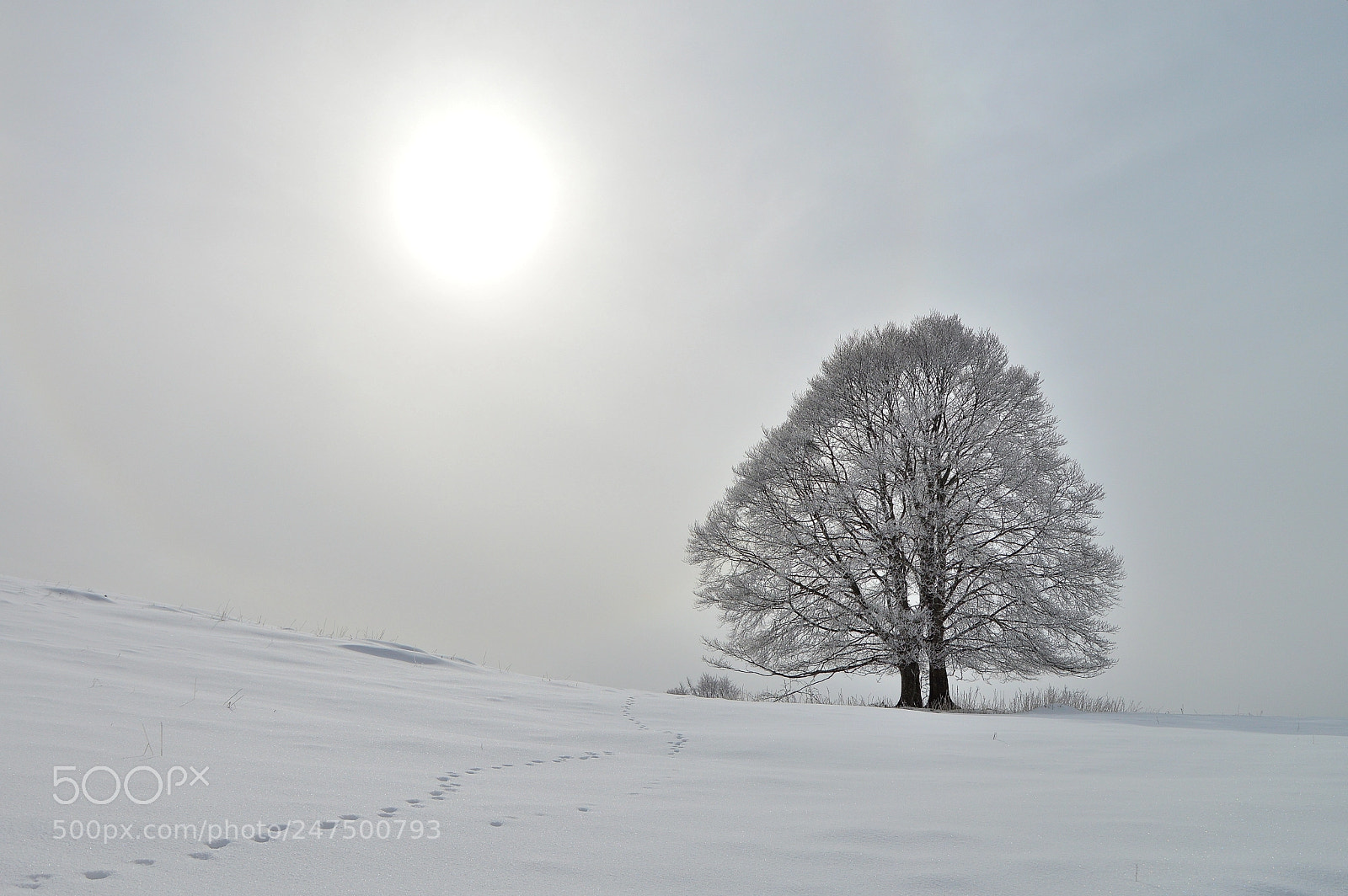 Nikon D3200 sample photo. Footprints in the snow photography