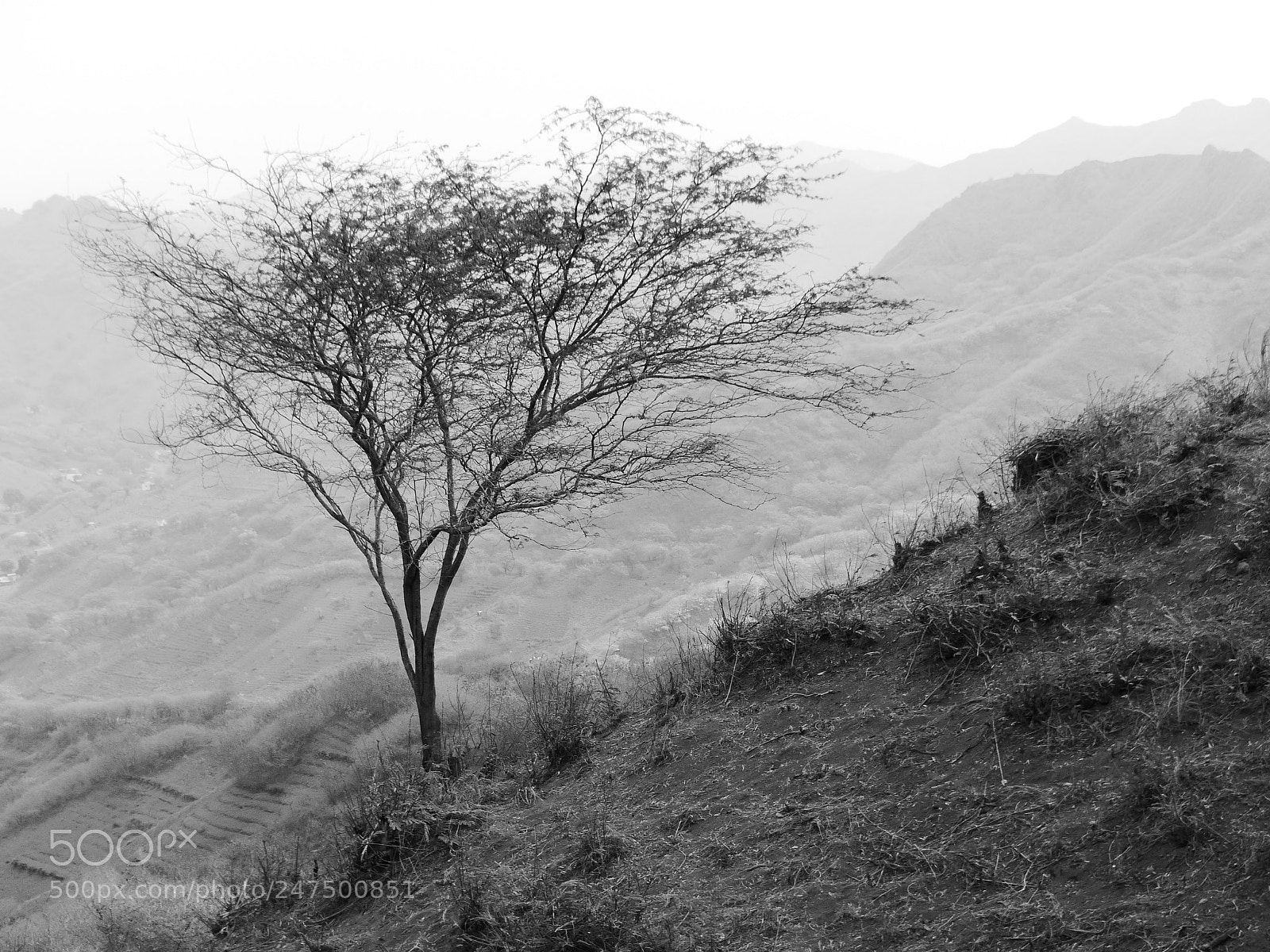Panasonic Lumix DMC-FZ200 sample photo. Landscape with acacia tree photography