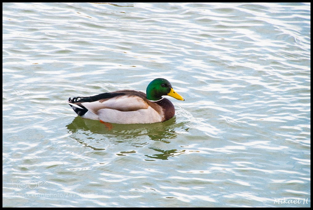 Pentax K-S2 sample photo. Male duck photography