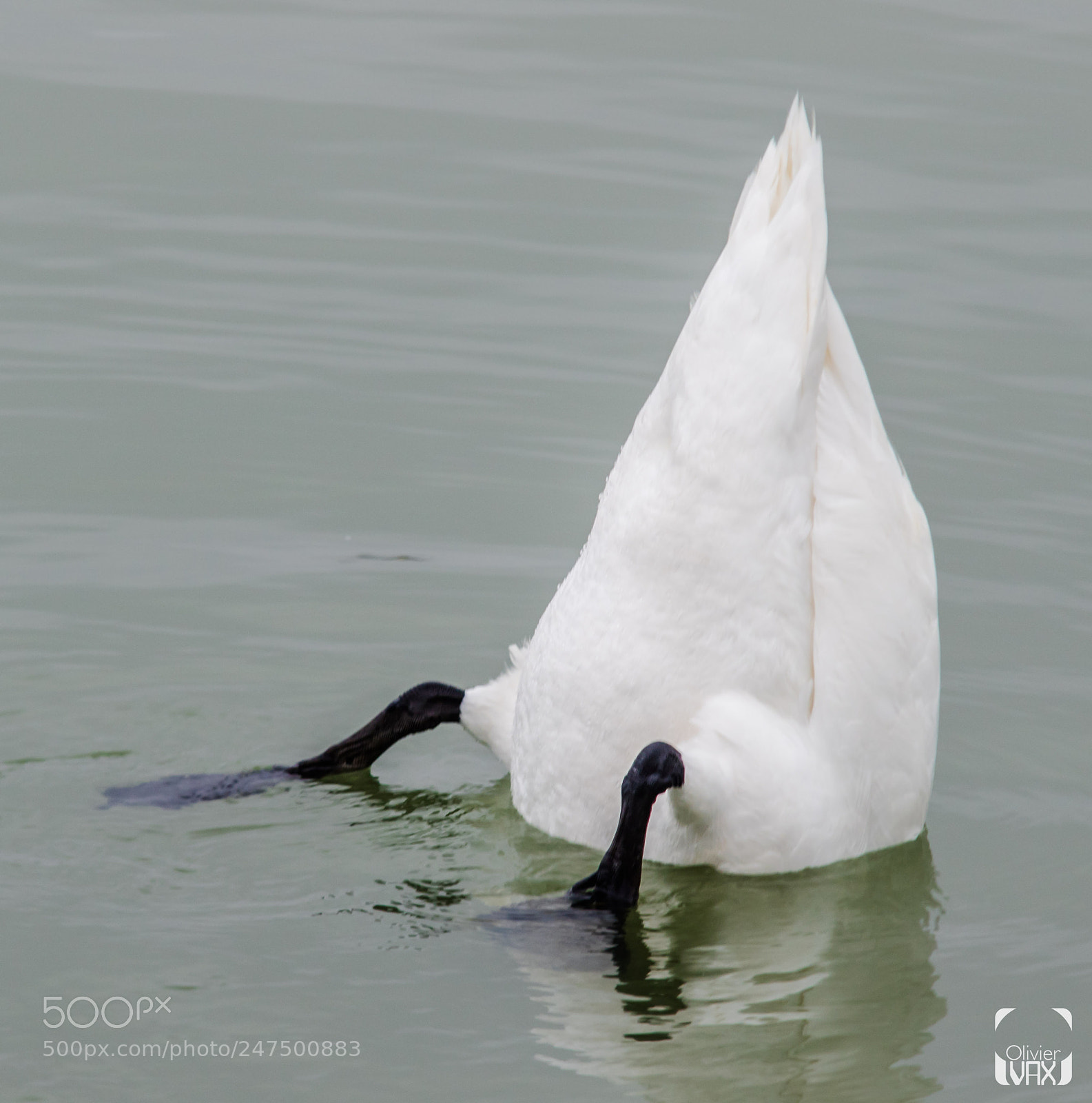 Canon EOS 7D Mark II sample photo. Animal by olivier vax photography