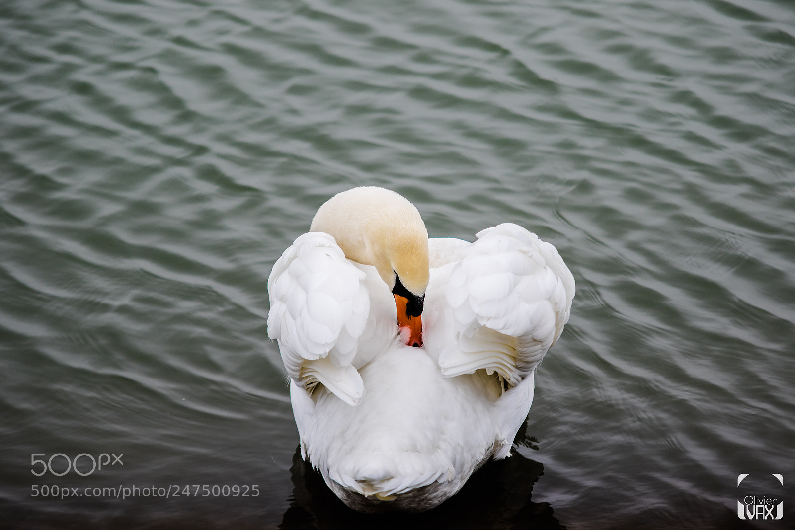 Canon EOS 7D Mark II sample photo. Animal by olivier vax photography