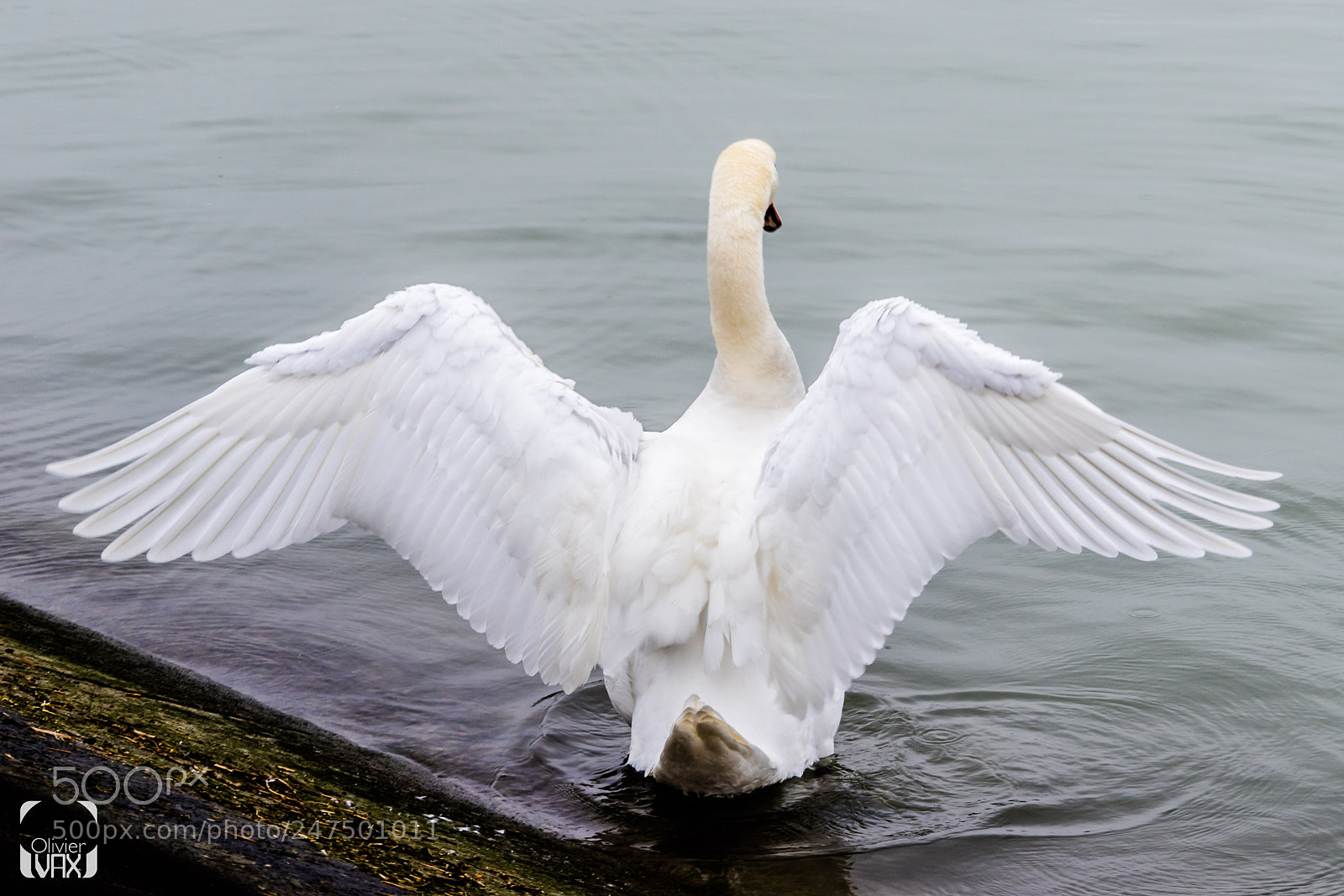 Canon EOS 7D Mark II sample photo. Animal by olivier vax photography