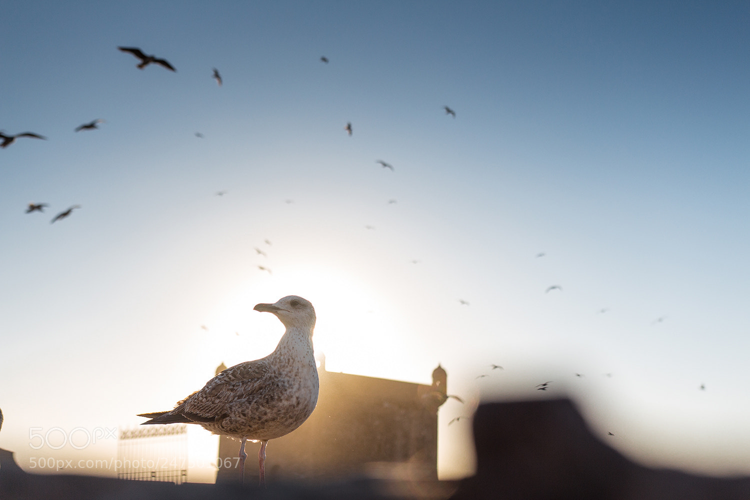Canon EOS 700D (EOS Rebel T5i / EOS Kiss X7i) sample photo. Essaouira photography