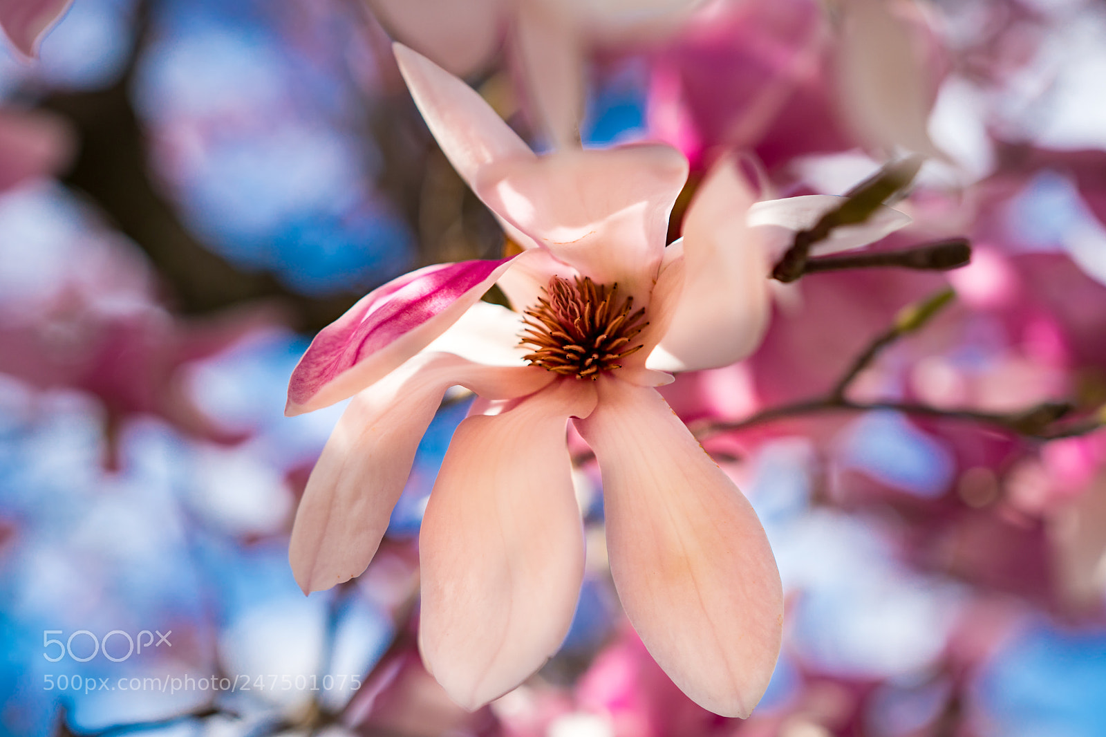 Sony a6300 sample photo. Magnolia blooms photography