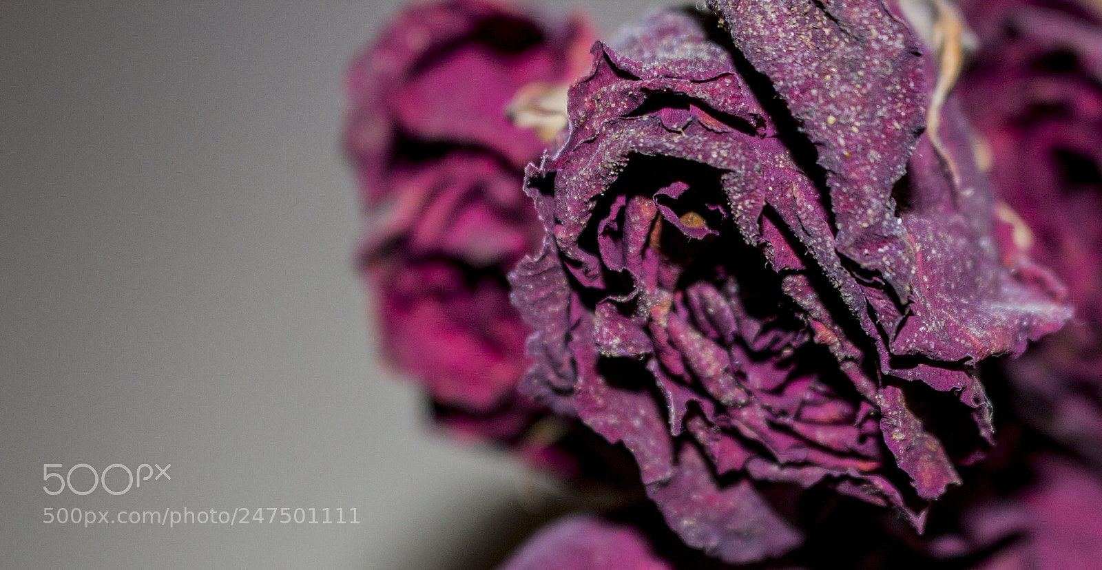 Canon EOS 700D (EOS Rebel T5i / EOS Kiss X7i) sample photo. Texture photography