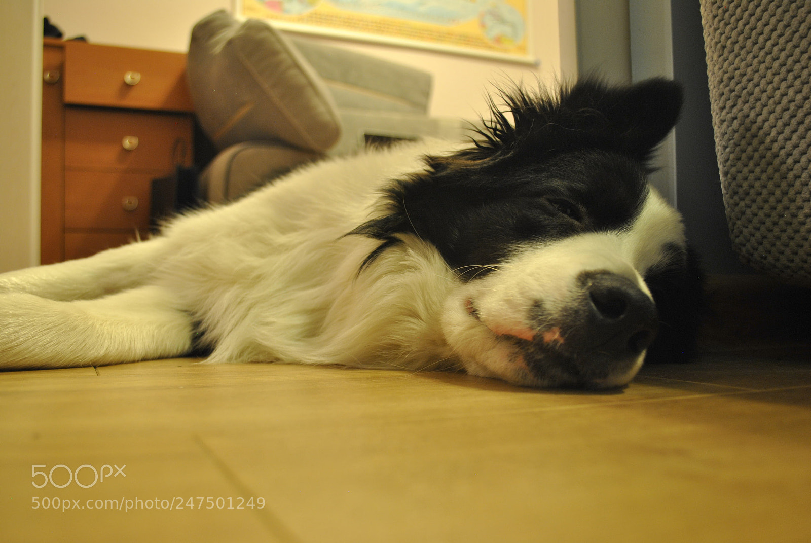 Nikon D3000 sample photo. Sleepy dog photography