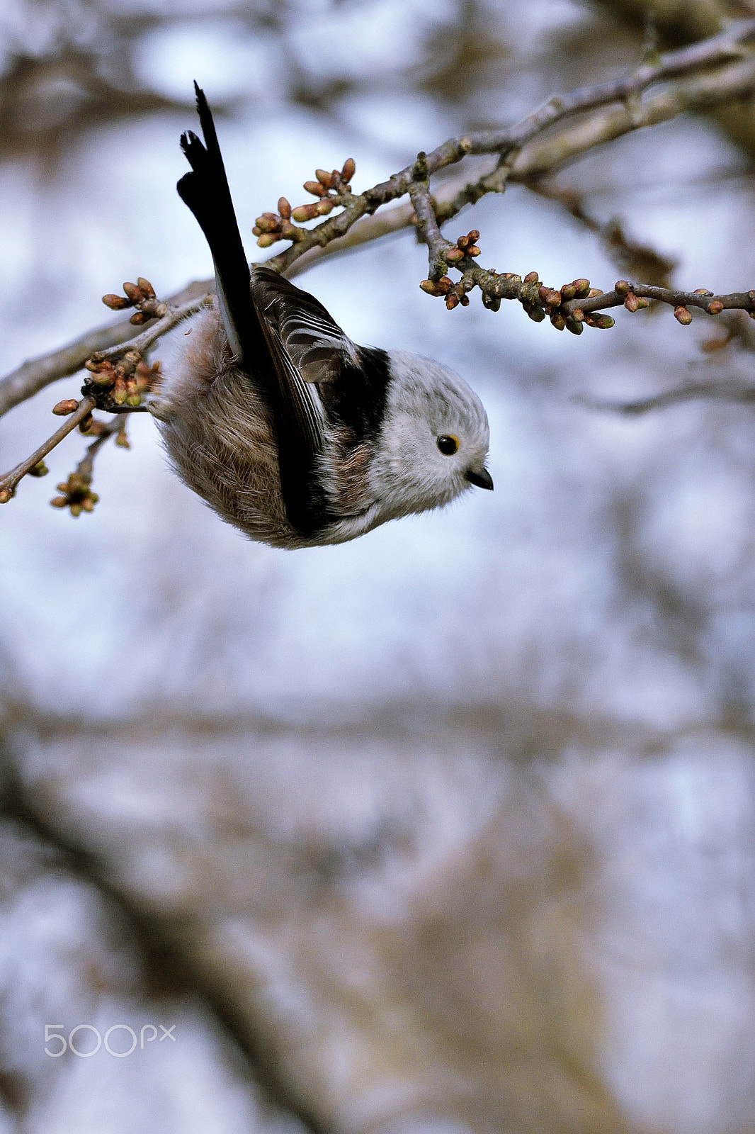 Sigma 150-600mm F5-6.3 DG OS HSM | S sample photo. Codibignolo photography